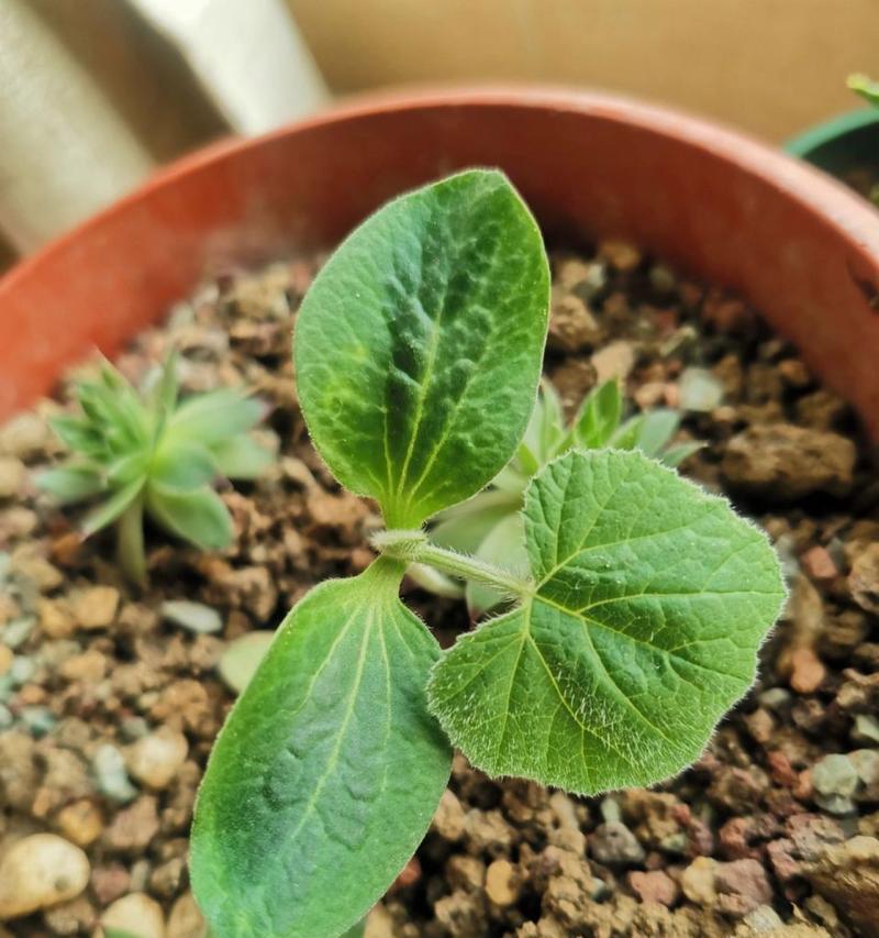 南瓜的生长环境是什么？南瓜适合在哪些地方种植？