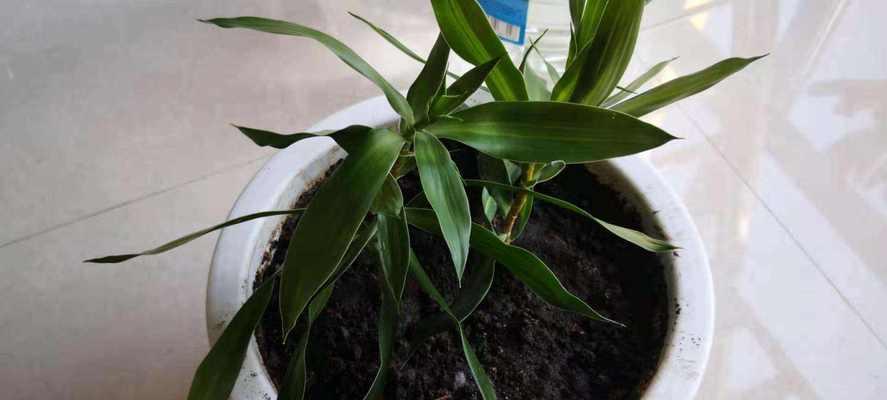 百合花的根真的可以食用吗？食用时需要注意什么？