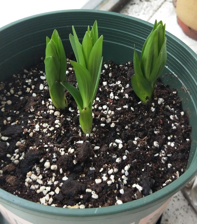 百合花的根真的可以食用吗？食用时需要注意什么？