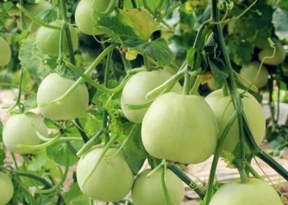 香瓜种植在花盆里可行吗？需要注意哪些事项？