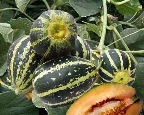 香瓜种植在花盆里可行吗？需要注意哪些事项？