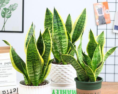 金边虎皮兰会开花吗？开花时会是什么样子？