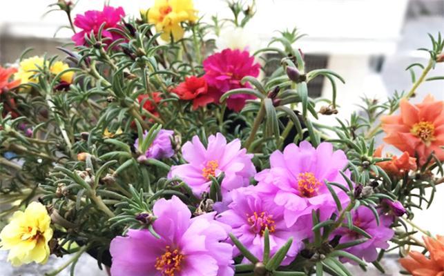 晚安花语（仙人掌）