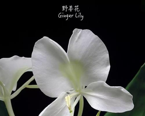 晚安花语（仙人掌）