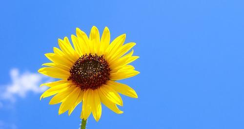 晚安花语（仙人掌）