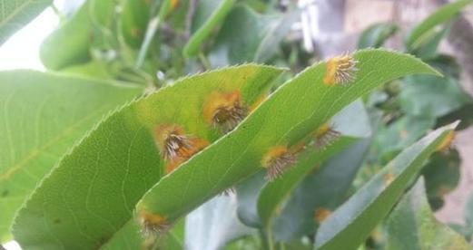 腊梅扦插如何快速生根？掌握这些技巧轻松解决！