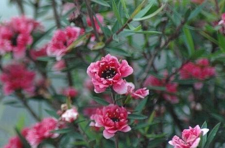 松红梅的花语(松红梅的花语与传统文化的融合)_花植网