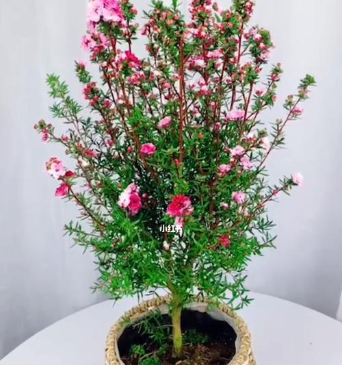 松红梅的花语（松红梅的花语与传统文化的融合）