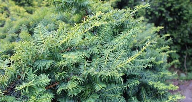 红豆杉生长环境条件是什么？有哪些生长特点？