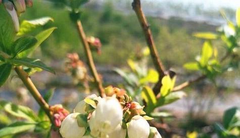 人叁几月开花结果？如何判断最佳收获时间？