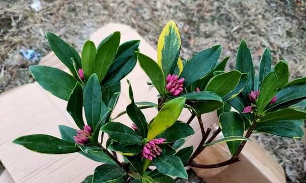 人叁几月开花结果？如何判断最佳收获时间？