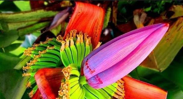 人叁几月开花结果？如何判断最佳收获时间？