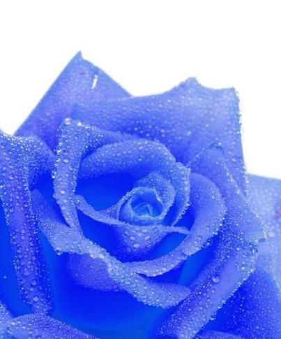 以蓝玫瑰的花语与赠送对象（探究蓝玫瑰的花语以及适合赠送的人群）