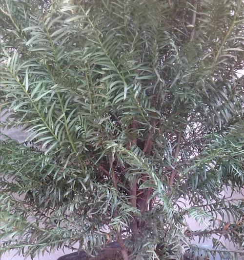 红豆杉换盆的最佳时机是什么时候？换盆后如何护理？