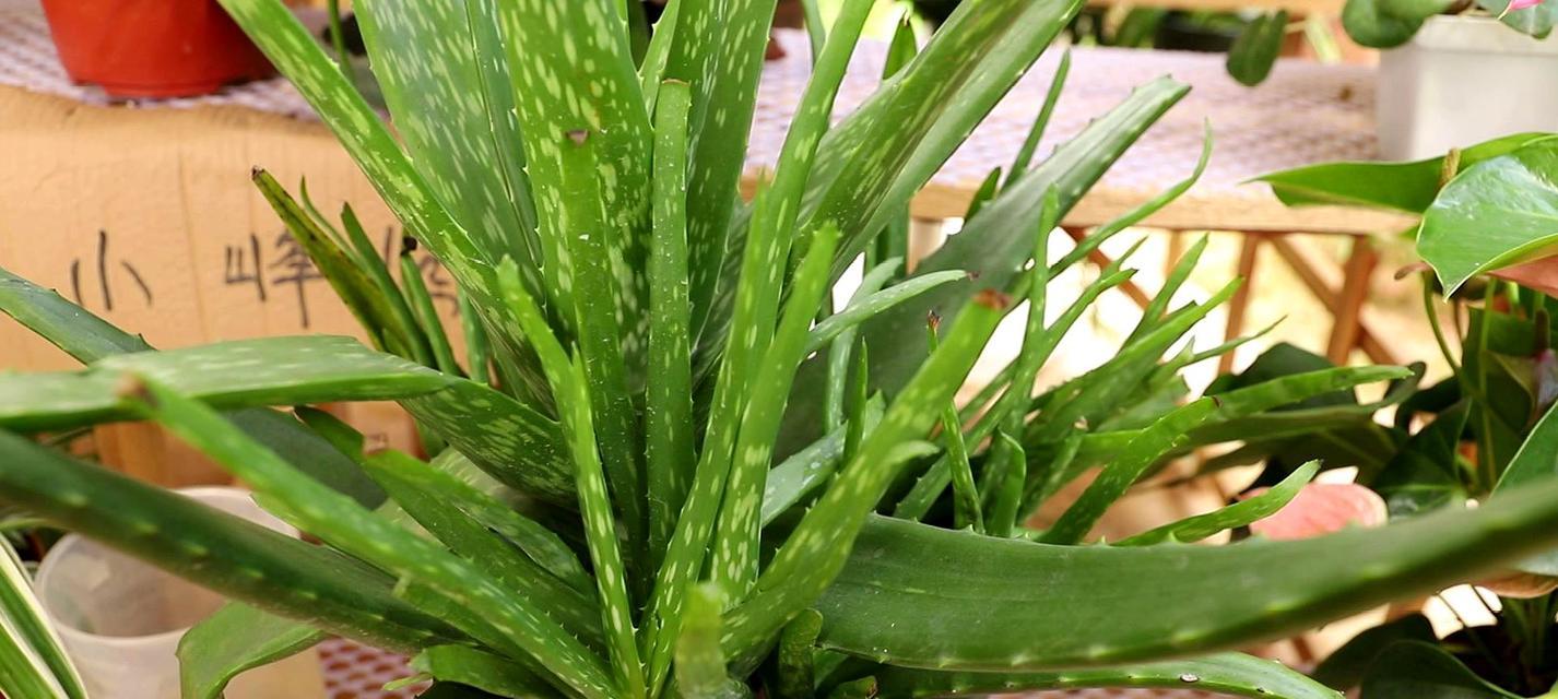 芦荟的外观特征是什么？它有哪些独特属性？