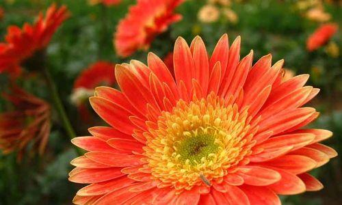 扶郎花的花语和寓意（送扶郎花代表的意思和象征）