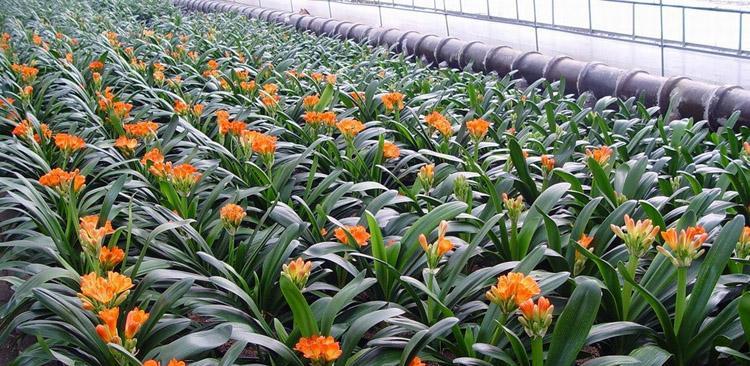 多年生草本植物的世界(揭示植物王国中代表意义的多年生草本植物) 多年生草本植物的世界(揭示植物王国中代表意义的多年生草本植物)
