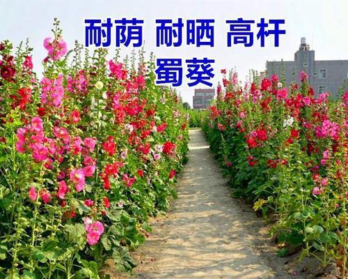 多年生草本植物的世界(揭示植物王国中代表意义的多年生草本植物)