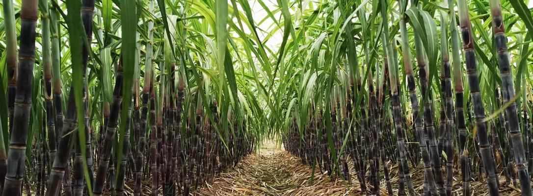 福建甘蔗产地在哪里？了解甘蔗的种植区域和特点？