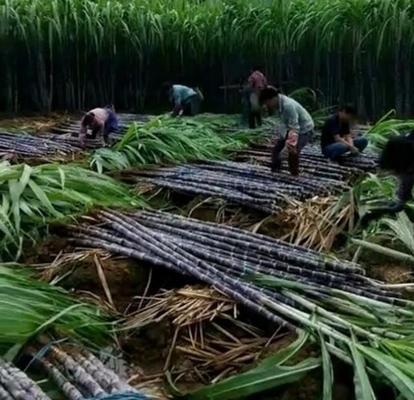 福建甘蔗产地在哪里？了解甘蔗的种植区域和特点？