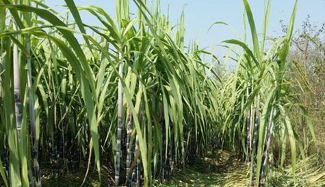 福建甘蔗产地在哪里？了解甘蔗的种植区域和特点？