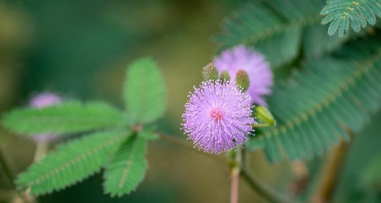 含羞草的花语与寓意（娇羞背后的深意）