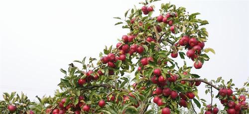 湖南适合种植苹果树吗?种植苹果树需要注意哪些问题? 湖南适合种植苹果树吗?种植苹果树需要注意哪些问题?
