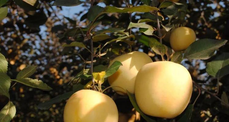 湖南适合种植苹果树吗?种植苹果树需要注意哪些问题? 湖南适合种植苹果树吗?种植苹果树需要注意哪些问题?