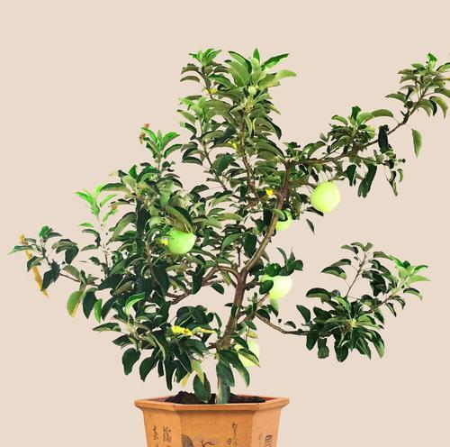 湖南适合种植苹果树吗?种植苹果树需要注意哪些问题? 湖南适合种植苹果树吗?种植苹果树需要注意哪些问题?