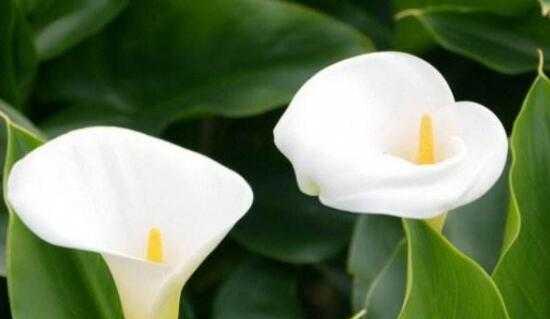 马蹄莲的花语与寓意（荷花之王的含义与象征）