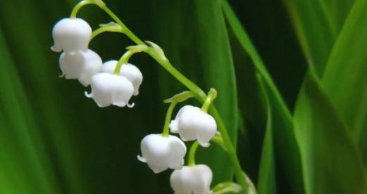努力之花—向日葵的花语（阳光与努力的代言）