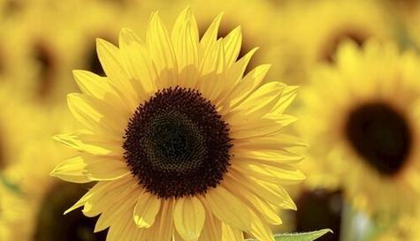 努力之花—向日葵的花语（阳光与努力的代言）