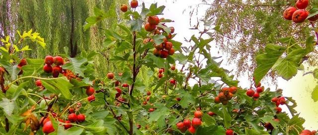 山楂的生长习性特点是什么？生长环境条件有哪些要求？