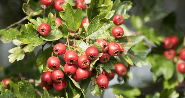 山楂的生长习性特点是什么？生长环境条件有哪些要求？