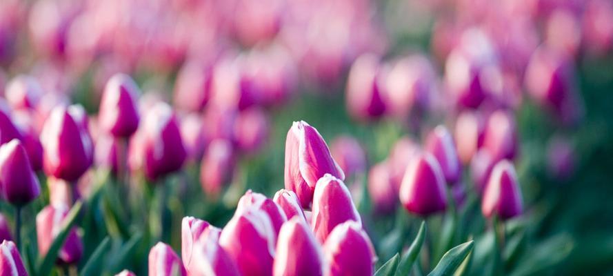 郁金香的象征意义（一朵花的千面人生）