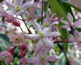 常绿爬藤花卉有哪些种类？如何选择适合的常绿爬藤植物？