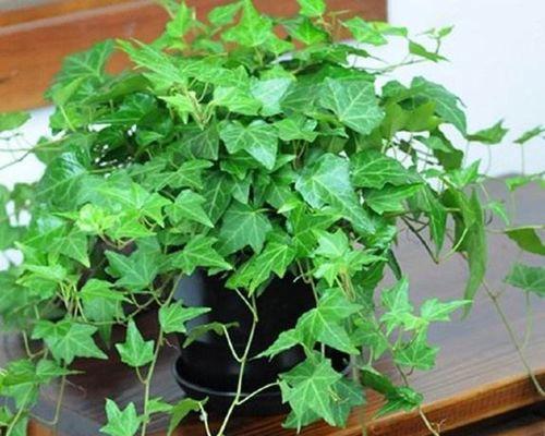 常绿爬藤花卉有哪些种类？如何选择适合的常绿爬藤植物？