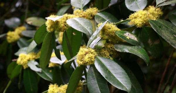 苦丁茶属于什么植物类别？苦丁茶的植物分类有哪些特点？