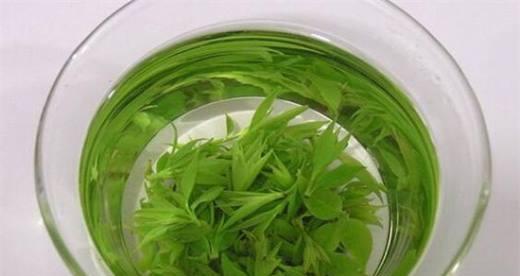 苦丁茶属于什么植物类别？苦丁茶的植物分类有哪些特点？