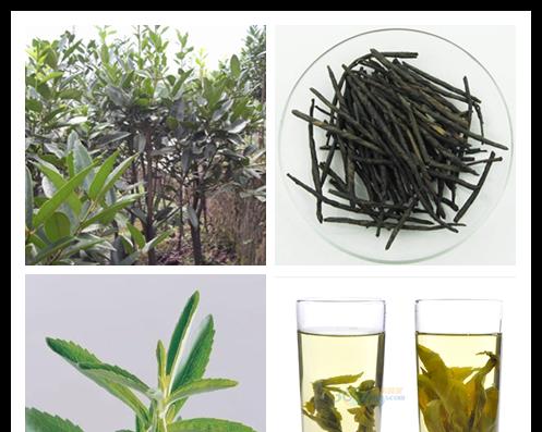 苦丁茶属于什么植物类别？苦丁茶的植物分类有哪些特点？