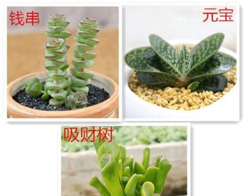 元宝树施肥指南：选择合适的肥料有技巧吗？