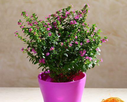 以情人泪开花的寓意与兆头——爱情的花开（浓情蜜意）