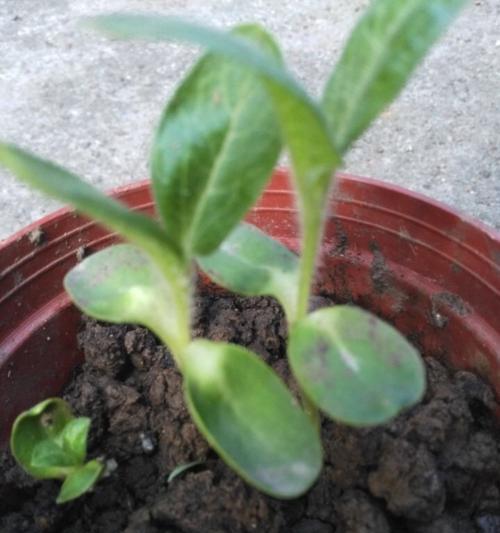 向日葵的生长速度有多快？一年能长多高？