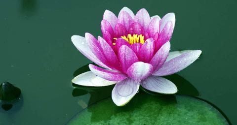 睡莲花语与寓意（探寻睡莲的花语）
