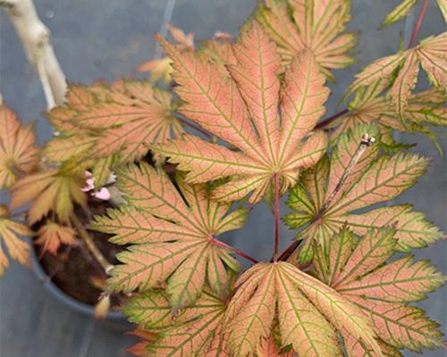 枫树养殖用土选择指南:哪种土壤最适合枫树生长? 枫树养殖用土选择指南:哪种土壤最适合枫树生长?