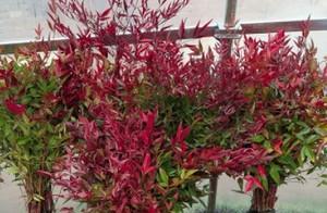 枫树养殖用土选择指南:哪种土壤最适合枫树生长? 枫树养殖用土选择指南:哪种土壤最适合枫树生长?