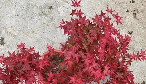 枫树养殖用土选择指南:哪种土壤最适合枫树生长? 枫树养殖用土选择指南:哪种土壤最适合枫树生长?