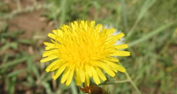 蒲公英的花语与传说（追寻蒲公英的花语与神奇传说）