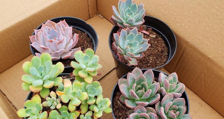 多肉植物晒太阳的正确方法？如何避免晒伤？