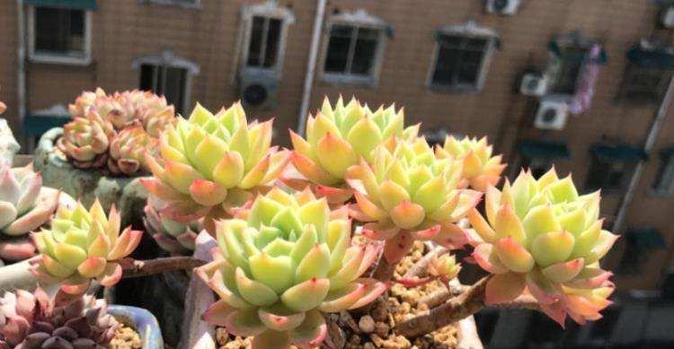 多肉植物晒太阳的正确方法？如何避免晒伤？